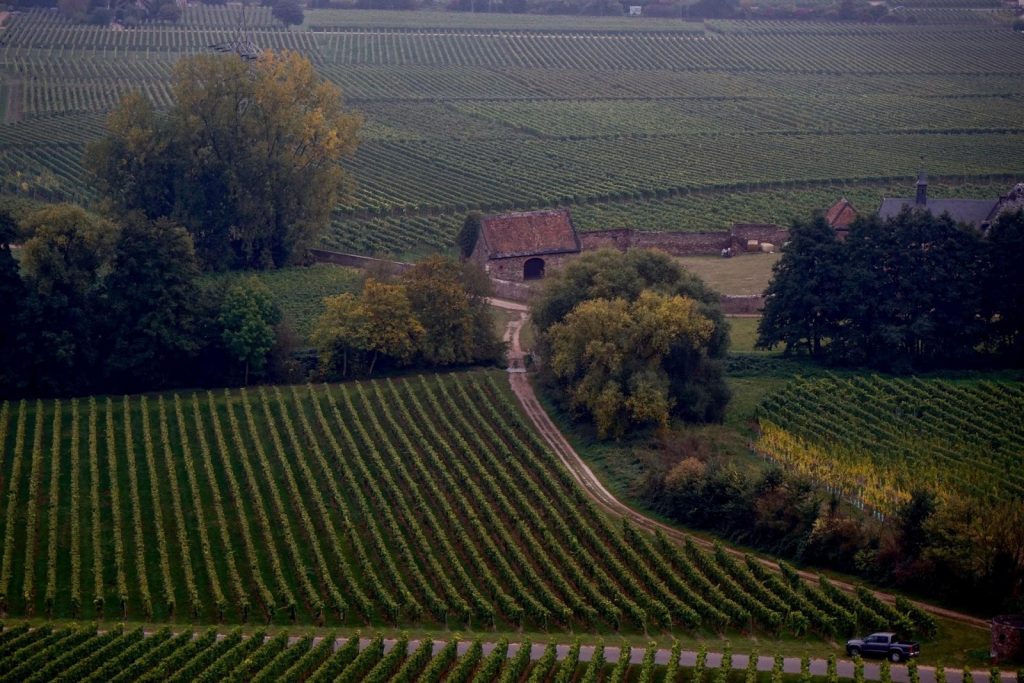 a field of grass bushes and houses